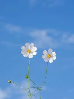 (抖音)又道春依旧凌阙玉衡小说免费全文阅读