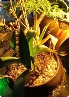 抖音爆款地主家大千金小说免费阅读-二筒文学网